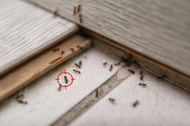 Best Bed Bug Extermination  in Jones, OK