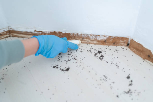 Professional Pest Control in Jones, OK